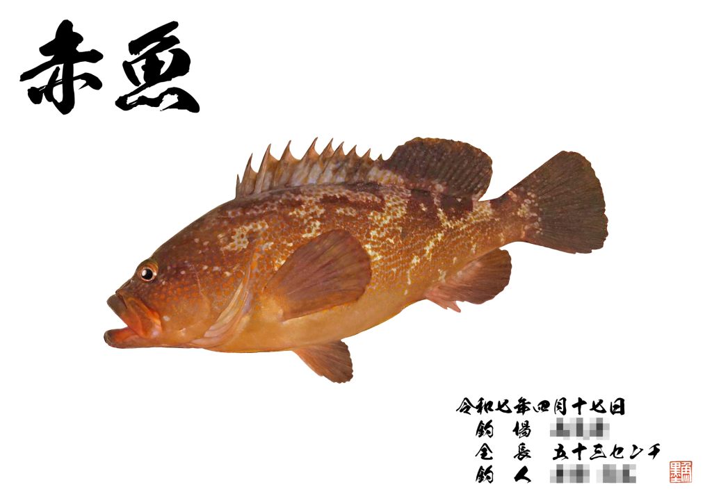 アコウ（カラー魚拓）